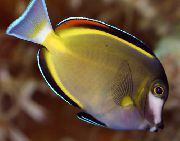 На Петна Риба Прах Кафява Tang (Acanthurus japonicus) снимка