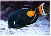 juodas Žuvis Achilo Tango (Acanthurus achilles) nuotrauka