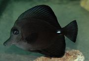 juodas Žuvis Juoda Tango (Zebrasoma rostratum) nuotrauka