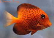Rot Fisch Chevron-Tang (Ctenochaetus hawaiiensis) foto