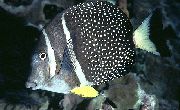 Macchiato Pesce Senape Guttatus Tang (Acanthurus guttatus) foto