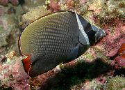 Кафяв Риба Пакистан Butterflyfish (Chaetodon collare) снимка