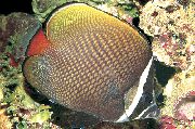 chonaic iasc Phacastáin Butterflyfish (Chaetodon collare) grianghraf
