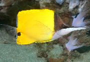 geltonas Žuvis Geltona Ilgašnipis Butterflyfish (Forcipiger flavissimus) nuotrauka