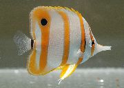 pruhované Ryby Copperband Butterflyfish (Chelmon rostratus) fotografie