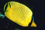Жълт Риба Решетеста Butterflyfish (Chaetodon rafflesi) снимка