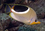 motley iasc Saddleback Butterflyfish (Chaetodon ephippium) grianghraf