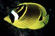 Жълт Риба Миеща Мечка Butterflyfish (Chaetodon lunula) снимка
