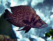 aquarium fish Calvus Cichlid Altolamprologus calvus spotted