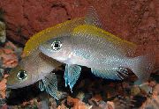 серабрысты Рыба Лампрологус Крапчатохвостый (Neolamprologus caudopunctatus) фота
