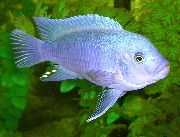 блакітны Рыба Майландия Каллаинос Кобальтовые (Metriaclima callainos) фота