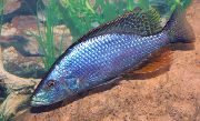 Gold Fisch Compressiceps Cichlid, Malawi Augenpartie (Dimidiochromis compressiceps) foto