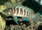 Смугастий Риба Лампрологус Циліндричний (Лампрологус Витончений) (Neolamprologus cylindricus) фото