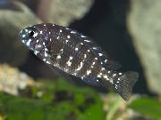Getupft Fisch Duboisi Buntbarsch (Tropheus duboisii) foto
