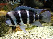 Gestreift Fisch Frontosa Buntbarsch (Cyphotilapia frontosa) foto