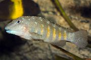 Strisce Pesce Ingioiellato Ghiozzo Ciclidi (Tanganicodus irsacae) foto