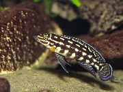 Manchado Peixe Marlieri Cichlid (Julidochromis marlieri) foto