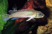 Сребро Риба Nanochromis Цихлида (Nannochromis) снимка