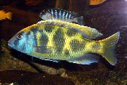 მყივანი თევზი Venustus Cichlid. ჟირაფი Cichlid (Nimbochromis venustus) ფოტო