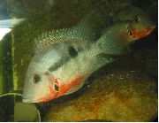 Строкатий Риба Цихлазома Меека (Цихлазома Красногорлая) (Thorichthys meeki, Cichlasoma meeki) фото