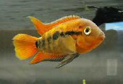 Червен Риба Rainbow Цихлида (Herotilapia multispinosa) снимка