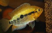 Gold Fisch Regenbogen Buntbarsch (Herotilapia multispinosa) foto