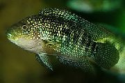 Macchiato Pesce Jack Dempsey (Nandopsis octofasciatum, Cichlasoma octofasciatum) foto