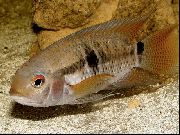 Gestreift Fisch Port Acara (Aequidens portalegrensis) foto