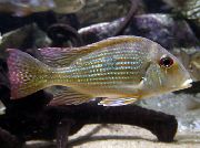 aquarium fish Surinamen Geophagus Geophagus surinamensis striped