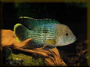 მწვანე თევზი მწვანე ტერორი (Aequidens rivulatus) ფოტო