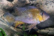 Сребро Риба Threadfin Acara (Acarichthys heckelii) снимка