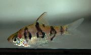 Ριγέ ψάρι Snakeskin Δοντιού (Puntius rhombocellatus) φωτογραφία