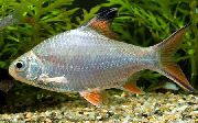 ვერცხლის თევზი Tinfoil წითელი კუდი Barb (Barbus schwanefeldi) ფოტო