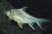 Сріблястий Риба Барбус Перловий Желтоплавнічний (Hypsibarbus pierrei, Barbus pierrei, Puntius daruphani) фото