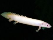 Λευκό ψάρι Cuvier Bichir (Polypterus senegalus) φωτογραφία