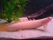 aquarium fish Cuvier Bichir Polypterus senegalus pink