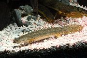 Getupft Fisch Guineisch Bichir (Polypterus ansorgii) foto