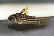 flekket Fisk Nanus Cory Katt (Corydoras nanus) bilde