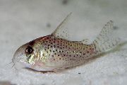Macchiato Pesce Cory Mascherato (Corydoras atropersonatus) foto