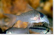 ვერცხლის თევზი Corydoras Guianensis  ფოტო