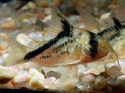 Gestreift Fisch Falsche Banditen Cory (Corydoras melini) foto
