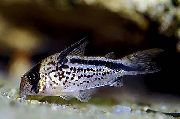 Getupft Fisch Corydoras Loxozonus  foto