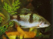 Gestreift Fisch Barb Arulius (Barbus arulius, puntius arulius) foto