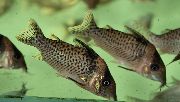 Петнист Риба Corydoras Punctatus  снимка