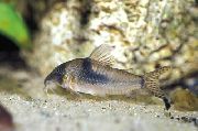 aquarium fish Northern Longnose Cory Corydoras septentrionalis spotted