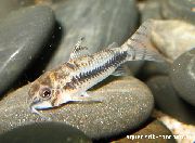 ზოლიანი თევზი დახვეწილი Cory ვენესუელის ჯუჯა Cory (Corydoras habrosus) ფოტო