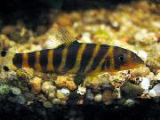 Tigras Kirtiklis, Bengal Kirtiklis dryžuotas Žuvis