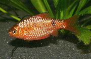 Gold Fisch Rosige Widerhaken (Barbus conchonius, Puntius conchonius) foto