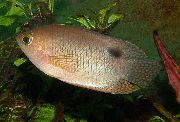 Золотистий Риба Макропод Цейлонський (Белонтія Сігната) (Belontia signata) фото