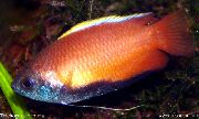 sarkans Zivs Medus Gourami (Trichogaster chuna) foto